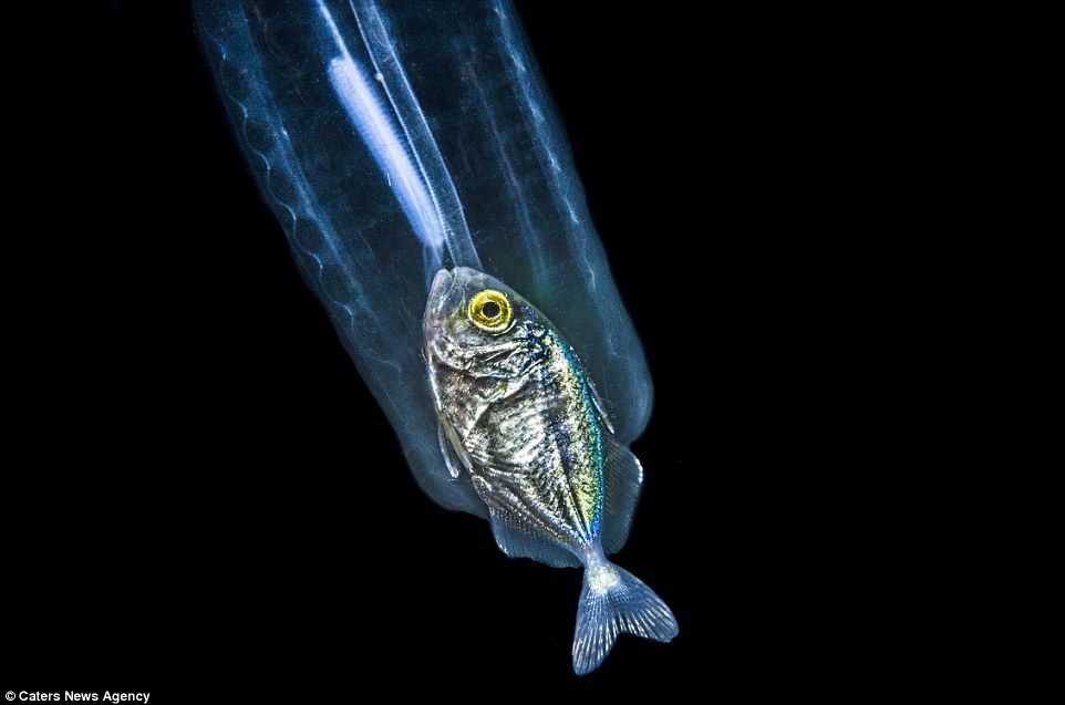 フロリダの深海で 透明なボディで魚を捕食する謎の生物が撮影される 綺麗すぎワロタ World Of Zoo フロリダの深海で 透明なボディで魚を捕食する謎の生物が撮影される 綺麗すぎワロタ World Of Zoo