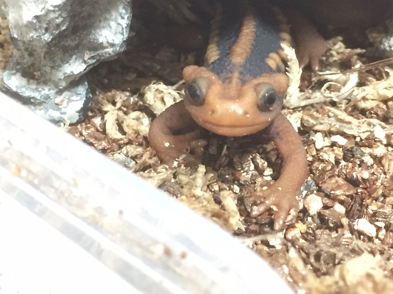 ワイのイモリ 可愛すぎる World Of Zoo