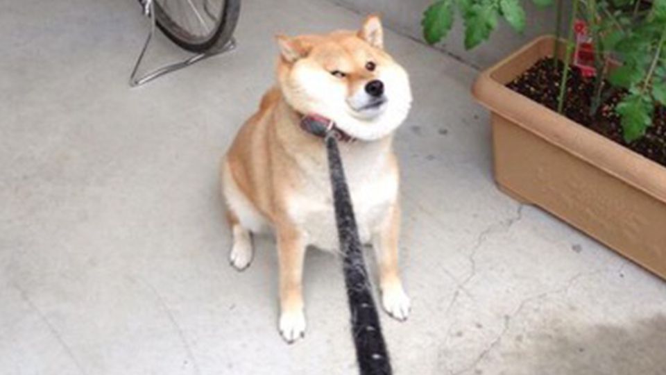 散歩が終わるのが嫌で死んだフリする犬 最終的に飼い主が勝ち周りから拍手喝采 World Of Zoo 散歩が終わるのが嫌で死んだフリする犬 最終的に飼い主が勝ち周りから拍手喝采 World Of Zoo