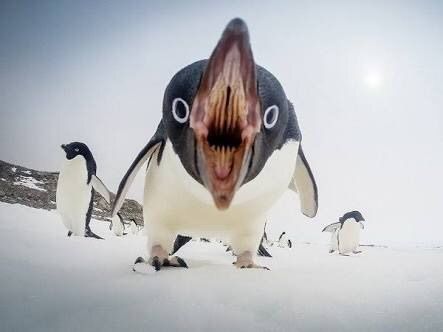 ペンギン お 人間やんけ 襲ったろ World Of Zoo ペンギン お 人間やんけ 襲ったろ World Of Zoo