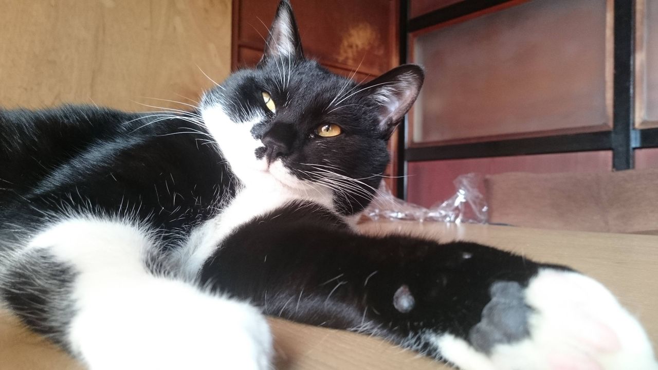 猫飼ってるけどブスすぎる World Of Zoo 猫飼ってるけどブスすぎる World Of Zoo