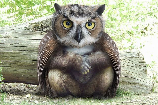空想の生物絵ってワクワクするよね World Of Zoo