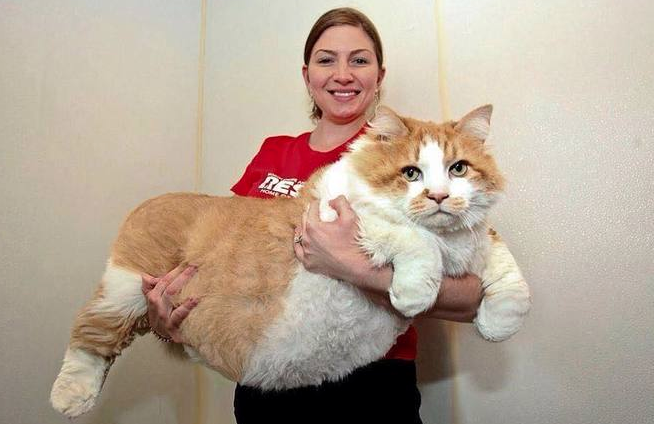 巨大猫 World Of Zoo 巨大猫 World Of Zoo