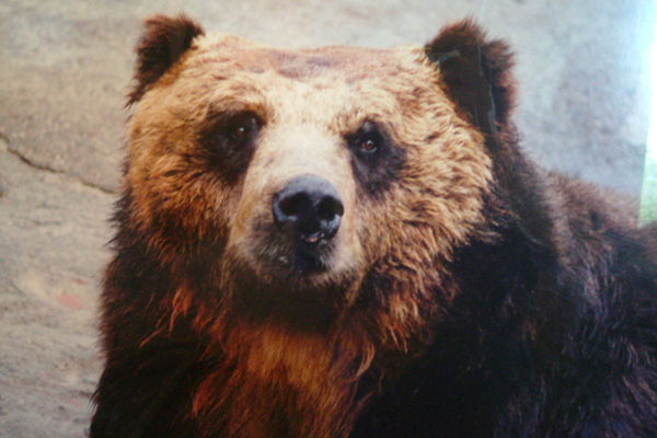 のぼりべつクマ牧場の歴代ボス紹介が面白い World Of Zoo