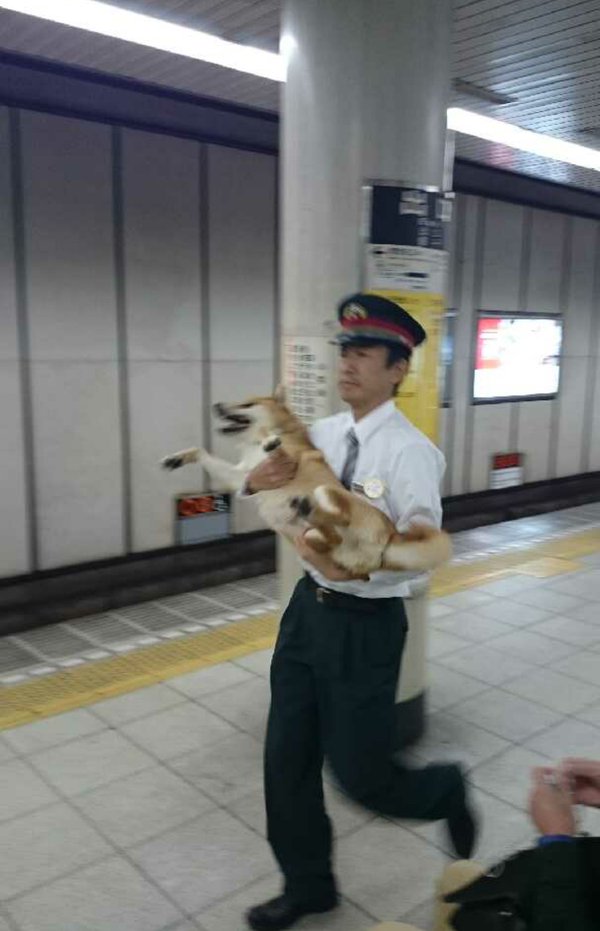 ガードレールが犬に見えたらおしまい World Of Zoo ガードレールが犬に見えたらおしまい World Of Zoo