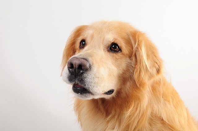 ゴールデンレトリバーとかいう主人公感が凄い犬種ｗｗｗｗｗ World Of Zoo