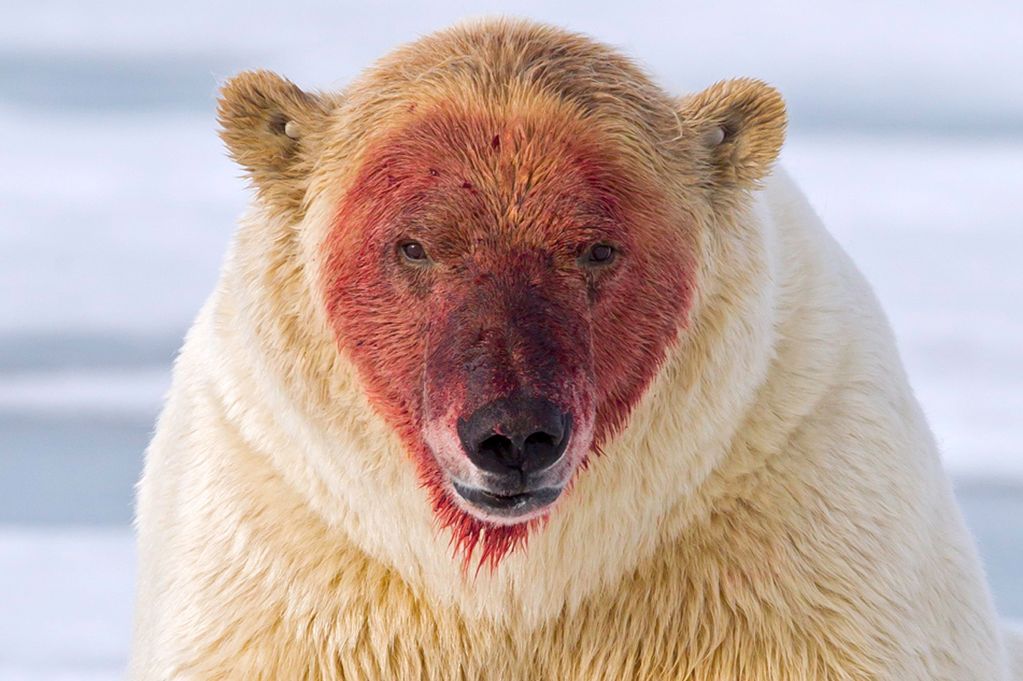 変な動物の写真を集めるのが好きなんやが : World of Zoo