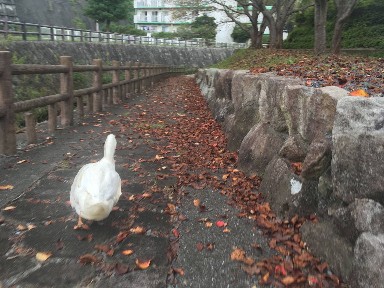 ニートだけど暇すぎてアヒルを一日中ストーカーしてたらもうこんな時間ｗｗｗｗ World Of Zoo