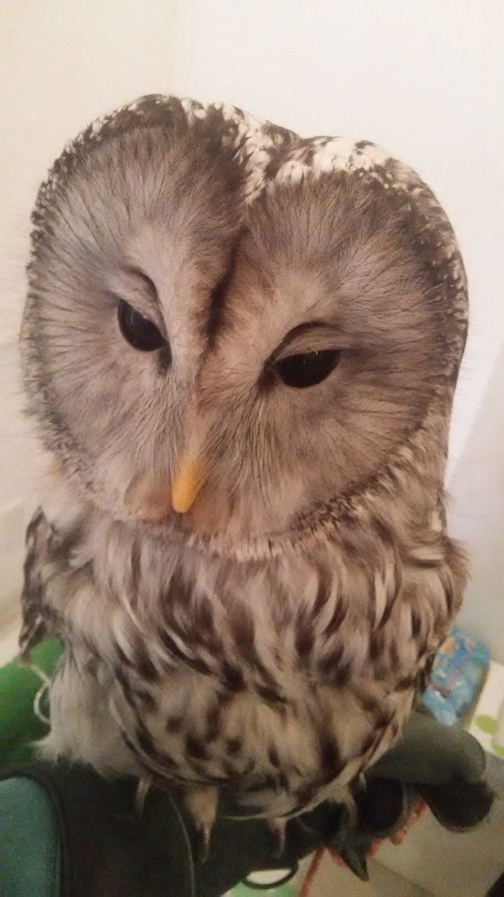 ワイのフクロウ画像が火がふくぜ World Of Zoo ワイのフクロウ画像が火がふくぜ World Of Zoo