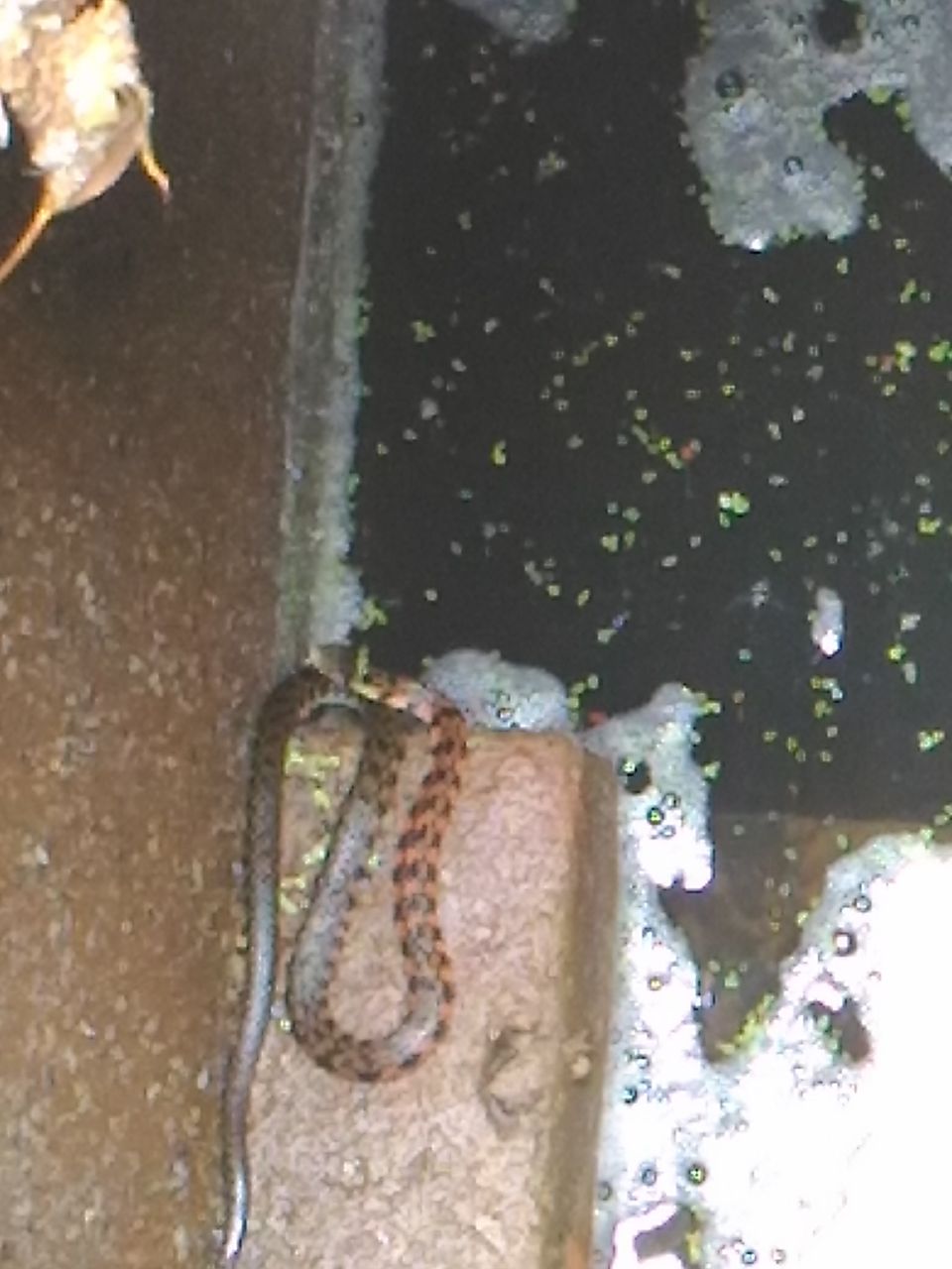 蛇が出た…教えてく 登山ちゃんねる