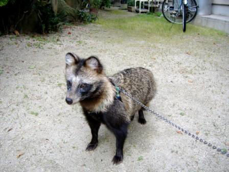 じいちゃんが山で犬を拾ってきたと言い張るんだがwwwwww World Of Zoo じいちゃんが山で犬を拾ってきたと言い張るんだがwwwwww World Of Zoo