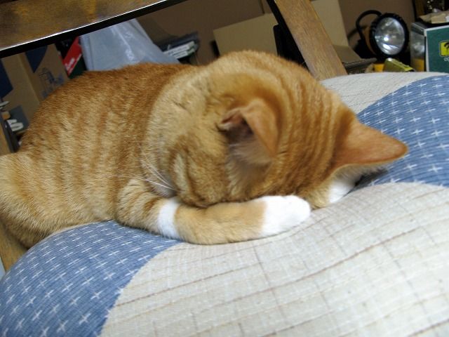 猫のお手手ないない座り World Of Zoo 猫のお手手ないない座り World Of Zoo