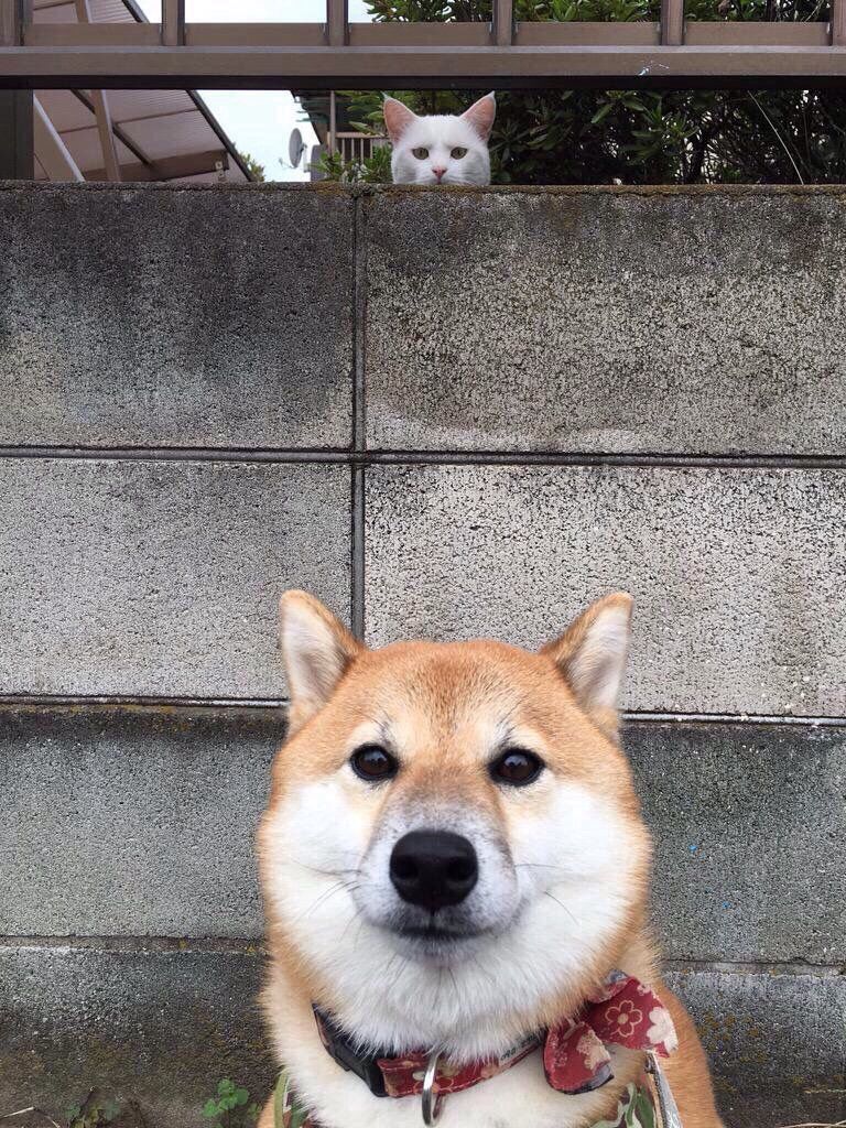 このイッヌ可愛すぎワロタwwwwww World Of Zoo このイッヌ可愛すぎワロタwwwwww World Of Zoo