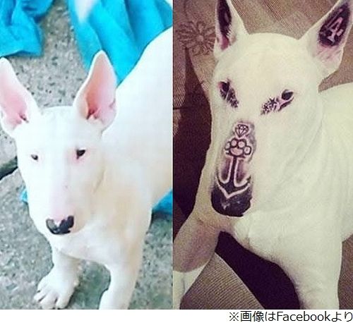 ペットの犬にタトゥー入れ大炎上 World Of Zoo ペットの犬にタトゥー入れ大炎上 World Of Zoo