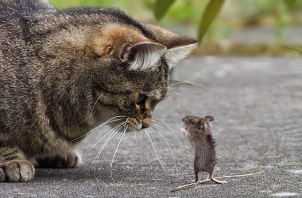 助けて 家にネズミが出た 猫が何もしてくれない World Of Zoo