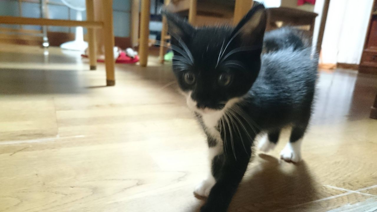 猫飼ってるけどブスすぎる World Of Zoo 猫飼ってるけどブスすぎる World Of Zoo