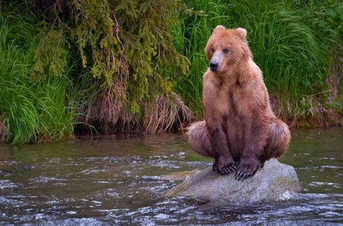 変な動物の写真を集めるのが好きなんやが World Of Zoo 変な動物の写真を集めるのが好きなんやが World Of Zoo