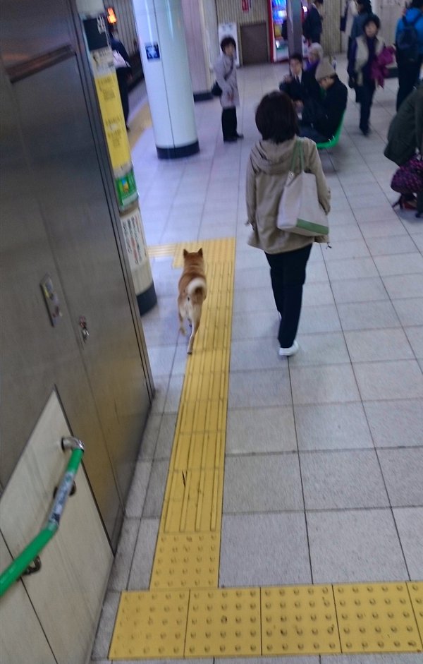 ガードレールが犬に見えたらおしまい World Of Zoo ガードレールが犬に見えたらおしまい World Of Zoo