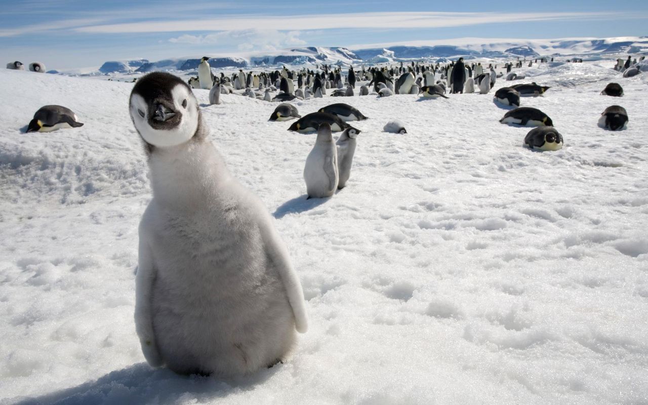 ペンギンかわいい World Of Zoo ペンギンかわいい World Of Zoo