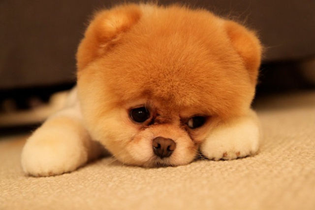 かわいい犬の画像持ってる人いませんか World Of Zoo かわいい犬の画像持ってる人いませんか World Of Zoo