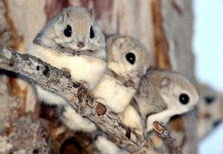 世界最小のモモンガの赤ちゃんが小さすぎると話題に 生まれたときは米粒の半分の大きさ World Of Zoo 世界最小のモモンガの赤ちゃんが小さすぎると話題に 生まれたときは米粒の半分の大きさ World Of Zoo