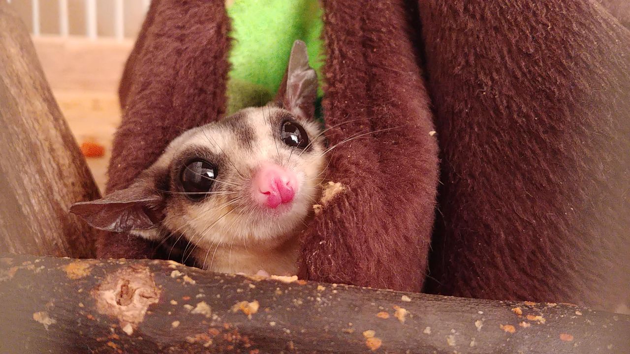 モモンガ飼ってるから見てくれ World Of Zoo モモンガ飼ってるから見てくれ World Of Zoo