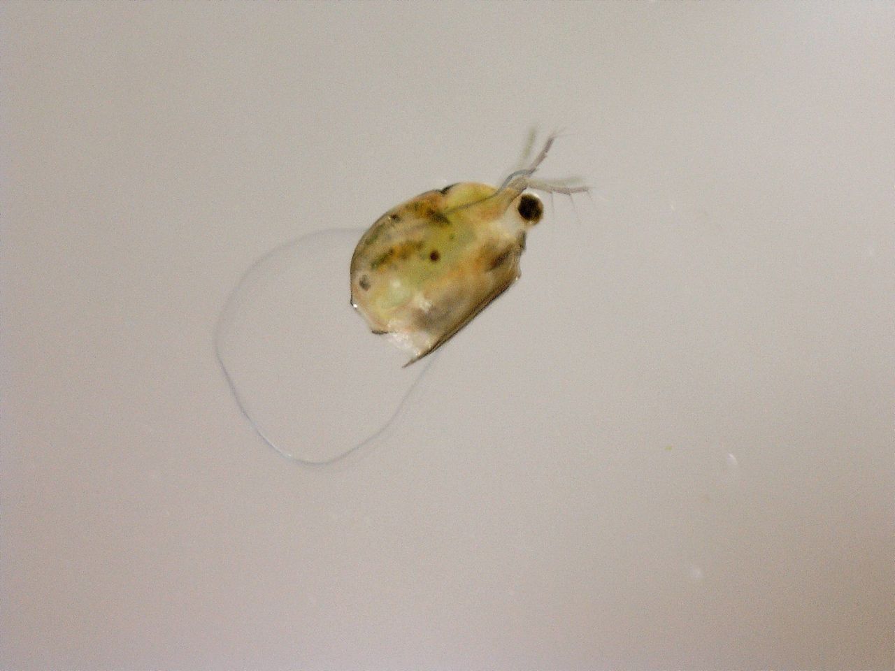 ミジンコ欲しくて都内を駆け回ったニート僕くん ついに都内某所にてミジンコ採取に成功 World Of Zoo