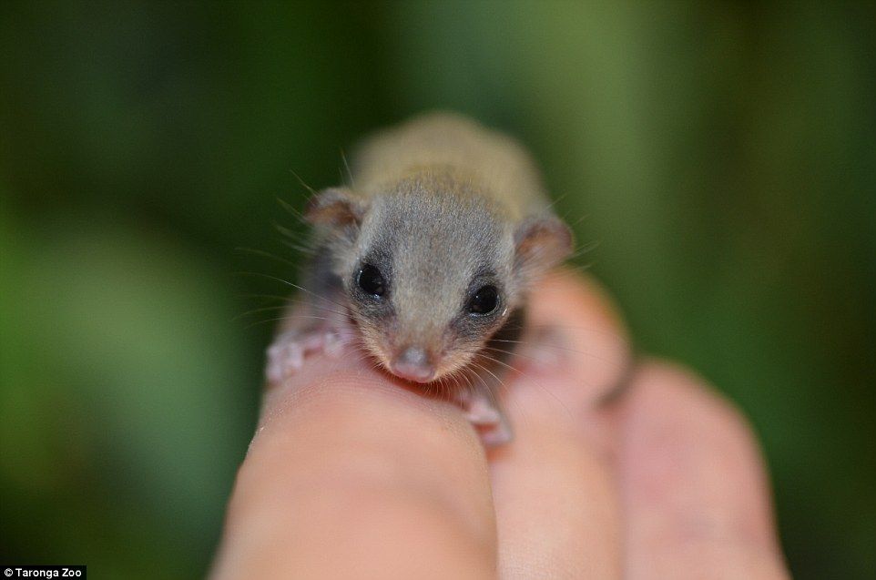 世界最小のモモンガの赤ちゃんが小さすぎると話題に 生まれたときは米粒の半分の大きさ World Of Zoo 世界最小のモモンガの赤ちゃんが小さすぎると話題に 生まれたときは米粒の半分の大きさ World Of Zoo