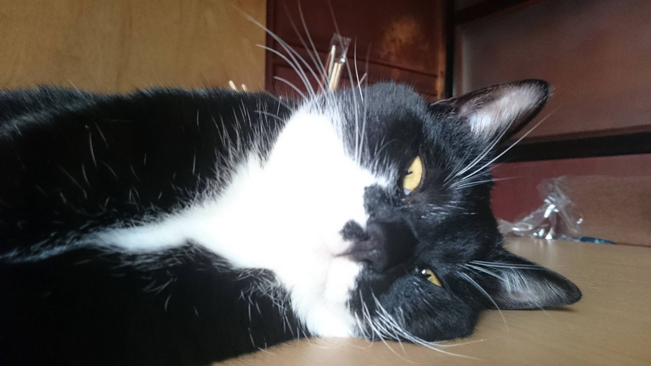 猫飼ってるけどブスすぎる World Of Zoo 猫飼ってるけどブスすぎる World Of Zoo