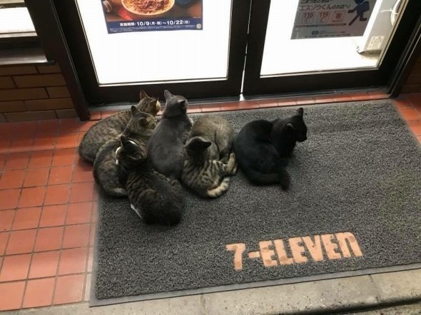 コンビニの前にたむろする猫が可愛すぎると話題に World Of Zoo