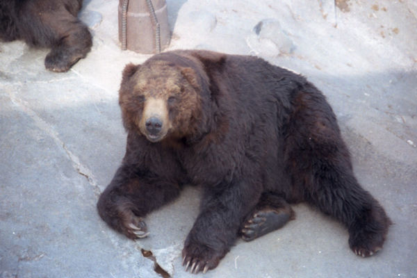のぼりべつクマ牧場の歴代ボス紹介が面白い World Of Zoo