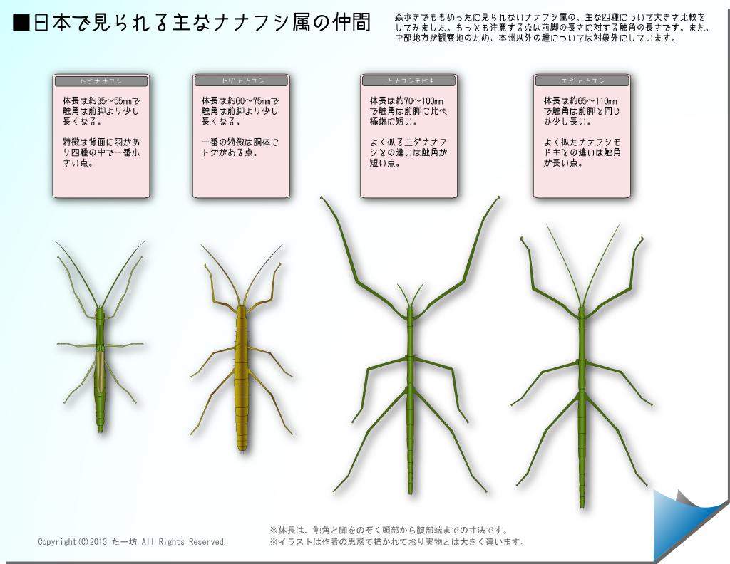 世界一でかいナナフシがコレ やっぱこれ虫って宇宙から来てるわ World Of Zoo