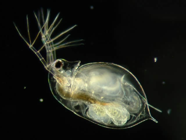 ミジンコ欲しくて都内を駆け回ったニート僕くん ついに都内某所にてミジンコ採取に成功 World Of Zoo