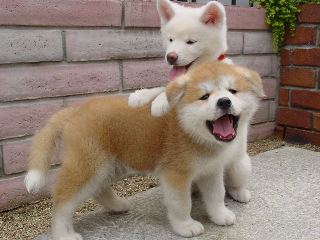 秋田犬かわいい World Of Zoo 秋田犬かわいい World Of Zoo