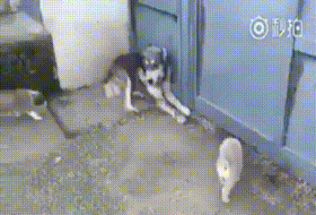 動物 道草食うよね イヌがキャベツを食べるgif Web アーカイブ