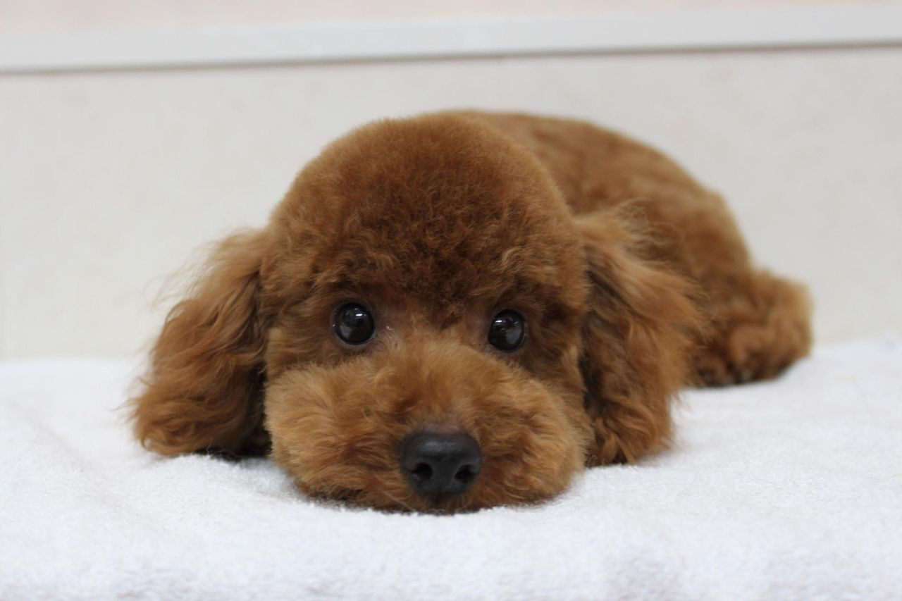 全ての犬種の中で一番かわいいのはトイプードルで間違いないよな World Of Zoo