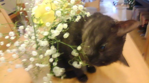 141202 はなちゃん3