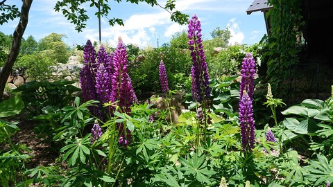 萌木の村 ルピナス