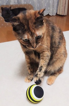 チロルとトリガーポイント