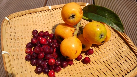 ビワとジューンベリー　2016.06.03