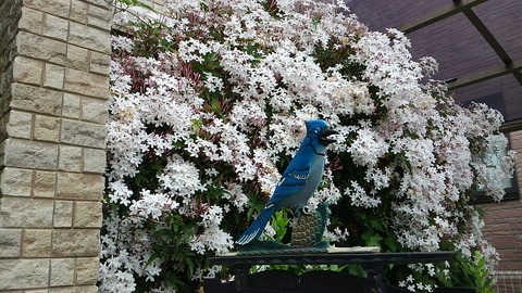 ジャスミン2(横)