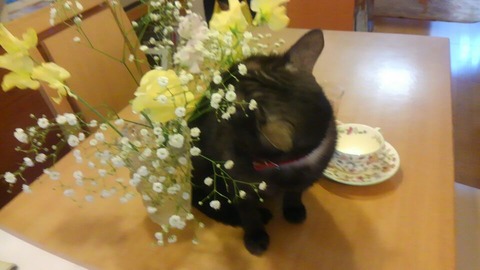 141202 はなちゃん2