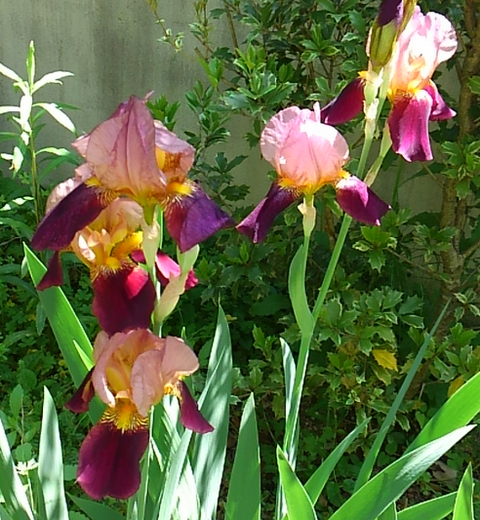 screenshotshare_20150502_173752