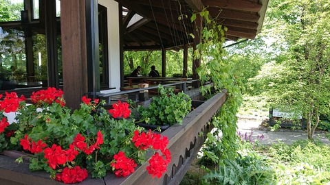 萌木の村 ゼラニウム