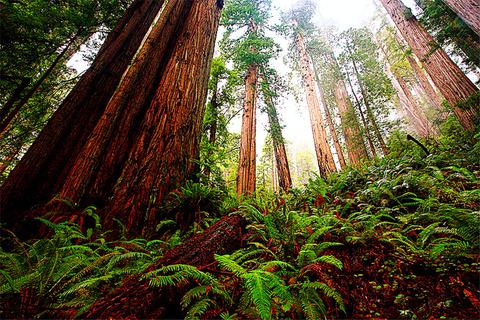 detail_83_1429831028