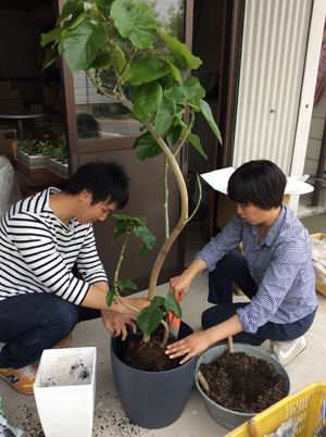 観葉植物とレチューザ 私が北欧デザインの魅力にハマったわけ 観葉植物とレチューザ 私が北欧デザインの魅力にハマったわけ