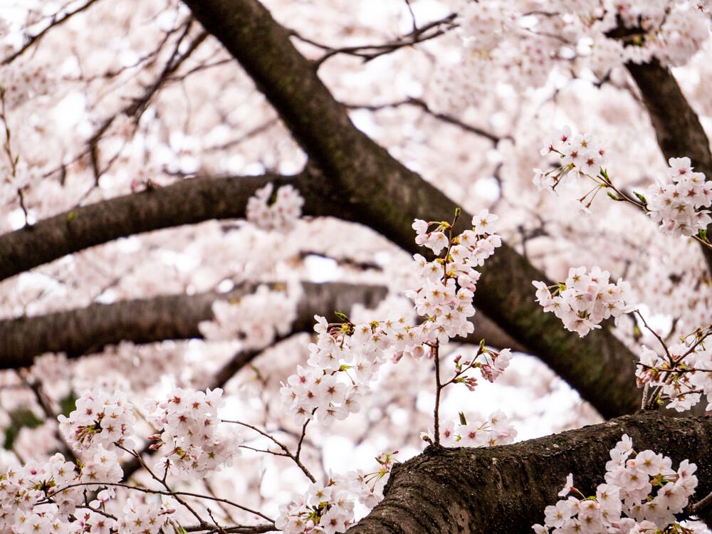 さくらの季節 リサイクルショップ ザ コネクタァス