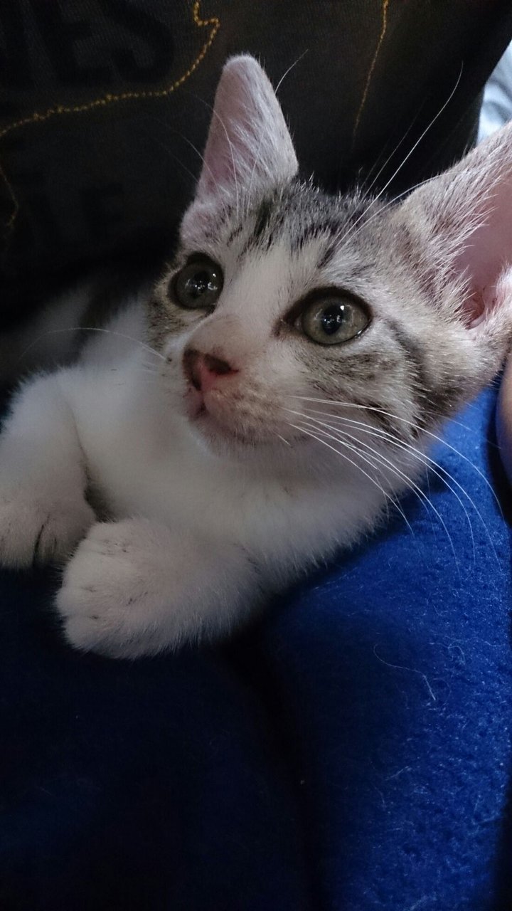 キジ白赤ちゃん入院 コン太里親会ブログ