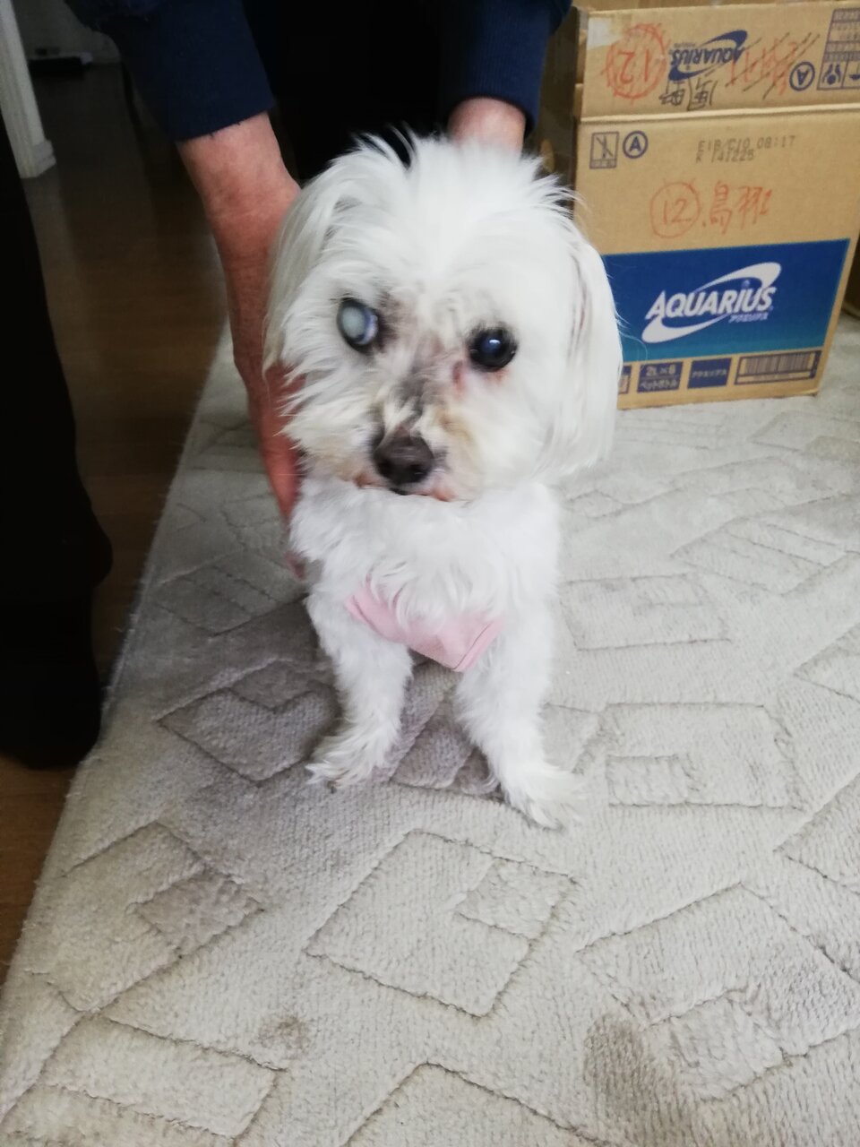 高齢のマルチーズ 飼育放棄の飼い主さんより里親様のお宅へ コン太里親会ブログ