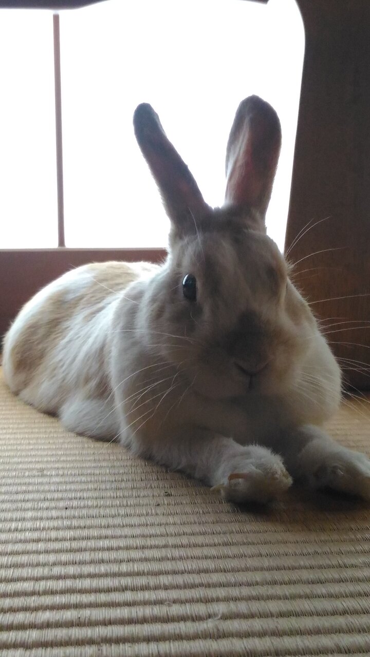 うさぎの里親様より訃報を頂きました コン太里親会ブログ うさぎの里親様より訃報を頂きました コン太里親会ブログ